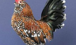 周公鸡爆料视频大全集最新,揭秘娱乐圈幕后真相